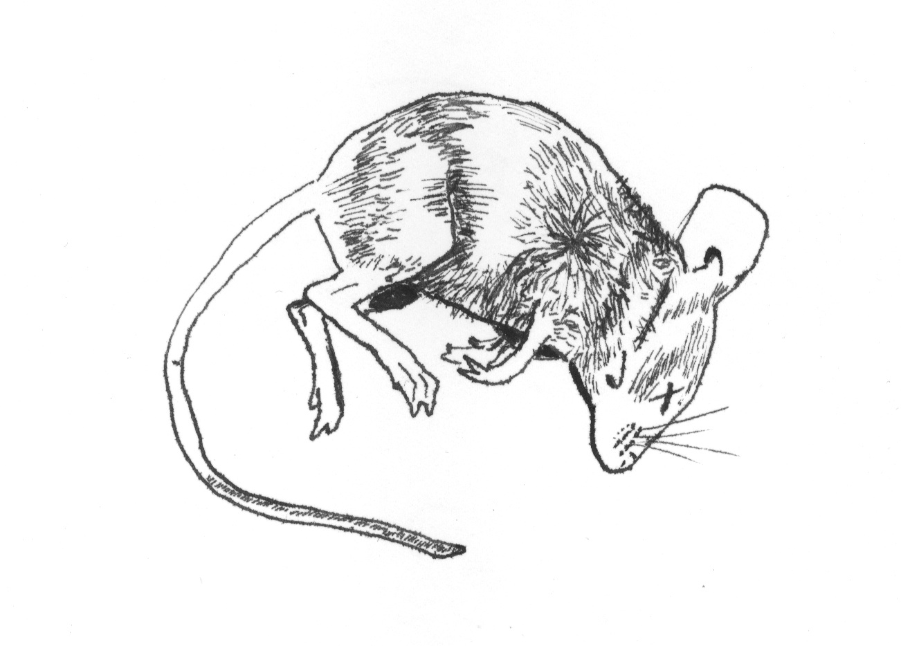 clip art dead mouse - photo #27